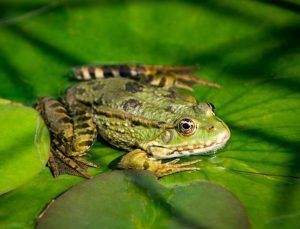 Kuşağını korumak için 11 kilometre yol katetti