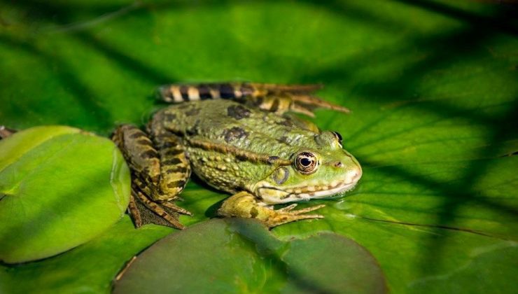 Kuşağını korumak için 11 kilometre yol katetti