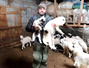 Kuzu Doğum Dönemi Başladı