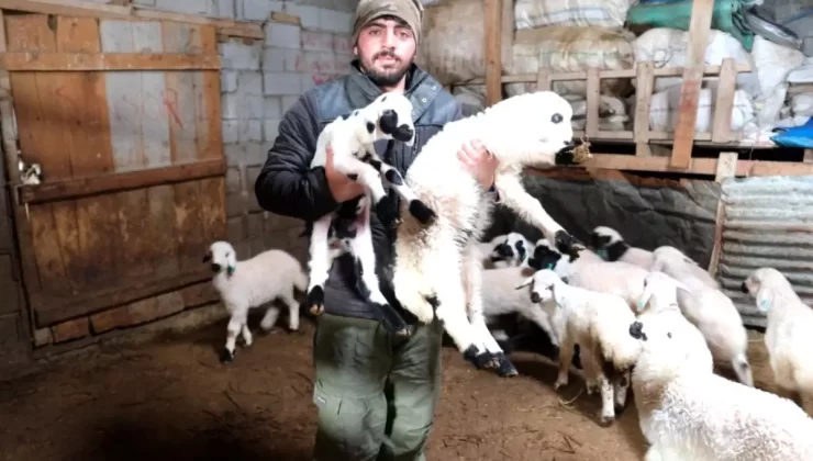 Kuzu Doğum Dönemi Başladı