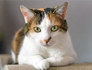 Mahkeme kedisini taciz eden adama “Kedilerin de onuru var” dedi, sanık kedisinden özür diledi