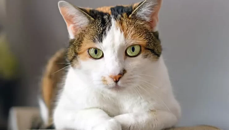 Mahkeme kedisini taciz eden adama “Kedilerin de onuru var” dedi, sanık kedisinden özür diledi