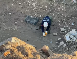 Mahsur Kalan 500 Kaplumbağa Tabiata Salındı