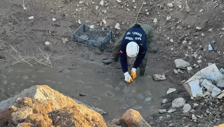 Mahsur Kalan 500 Kaplumbağa Tabiata Salındı