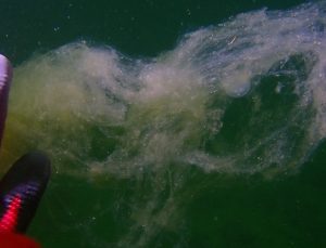 Marmara’da müsilaj artmaya devam ediyor