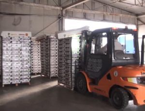 Marul kolilerinden uyuşturucu çıktı