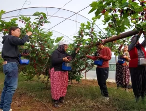 Mersin’de Karadut Üretimi Artıyor: İhracat Fırsatları