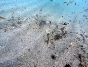 Mikroplastikler Deniz Ekosistemini Tehdit Ediyor