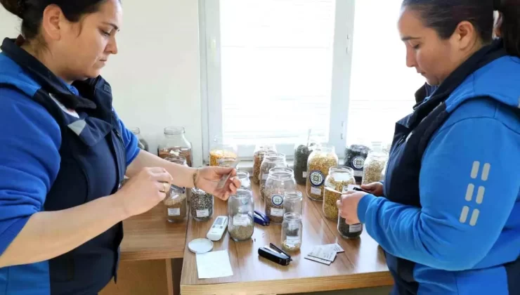 Muğla’dan 81 İle Fiyatsız Lokal Tohum Dağıtımı Başladı