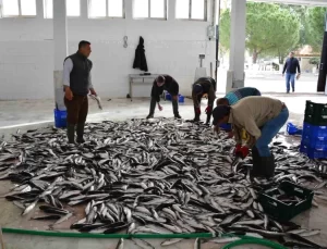 Muğla’nın Ocak İhracatı: 80,5 Milyon Dolar