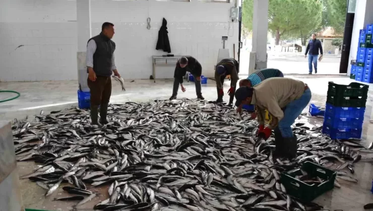 Muğla’nın Ocak İhracatı: 80,5 Milyon Dolar