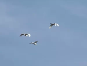 Muş Ovası’nda Kuşlar Kışın Terk Etmedi