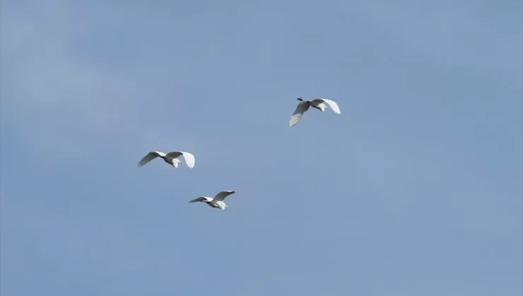 Muş Ovası’nda Kuşlar Kışın Terk Etmedi