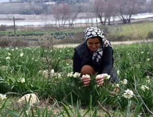 Nergis Üretiminde Yeni Bir Muvaffakiyet Öyküsü