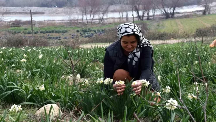Nergis Üretiminde Yeni Bir Muvaffakiyet Öyküsü