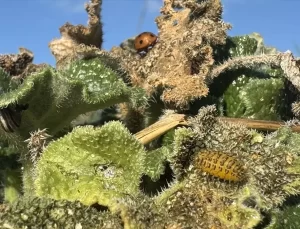 Ölçülü Kış Tarımları Olumsuz Etkiliyor