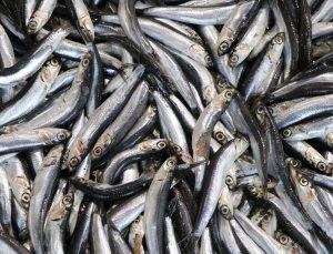 Ordu’da hamsinin kilogramı 250 liradan satılıyor