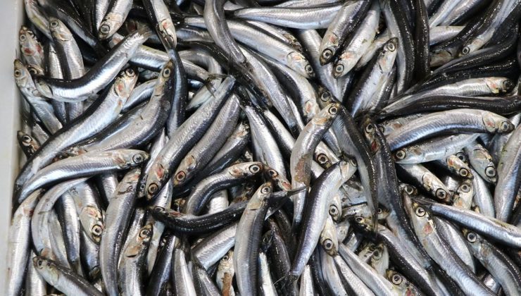 Ordu’da hamsinin kilogramı 250 liradan satılıyor