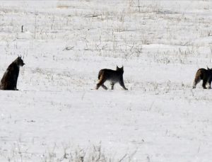 “Ormanın Hayaleti” Sarıkamış Ormanları’nda yavrularıyla görüntülendi