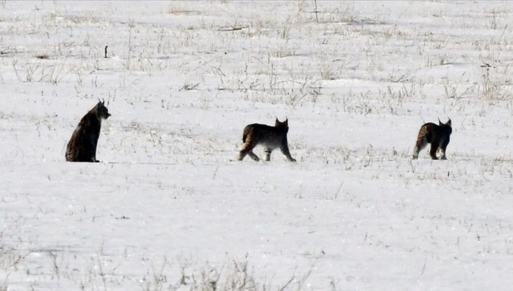 “Ormanın Hayaleti” Sarıkamış Ormanları’nda yavrularıyla görüntülendi