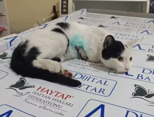 OSMANİYE’de Sokak Kedisi Sütlaç’ın Ampute Operasyonu