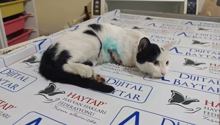 OSMANİYE’de Sokak Kedisi Sütlaç’ın Ampute Operasyonu