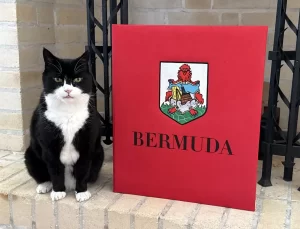 Palmerston, Bermuda’da Kedi İlişkileri Danışmanı Oldu