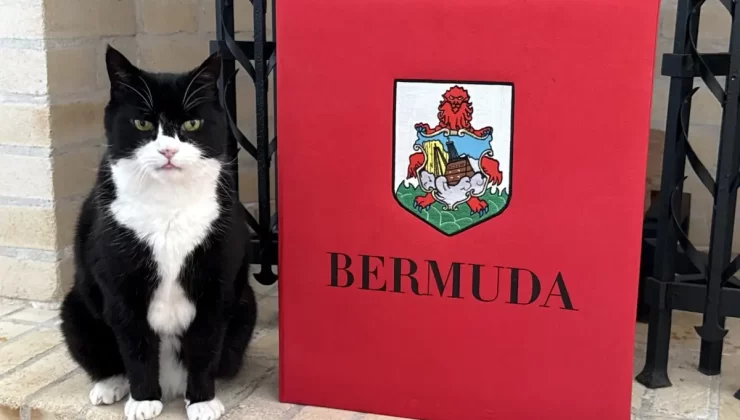 Palmerston, Bermuda’da Kedi İlişkileri Danışmanı Oldu
