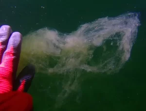 Prof. Dr. Ergül: 2021’de müsilajla ilgili gördüğümüz oluşumların benzerilerini görebiliriz