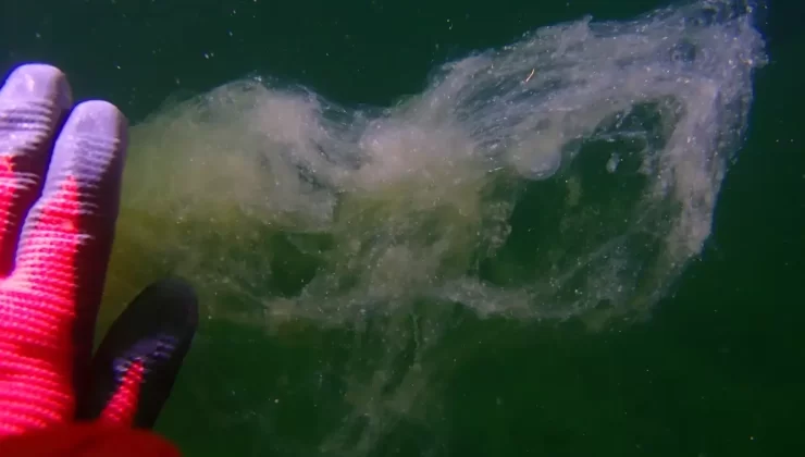 Prof. Dr. Ergül: 2021’de müsilajla ilgili gördüğümüz oluşumların benzerilerini görebiliriz