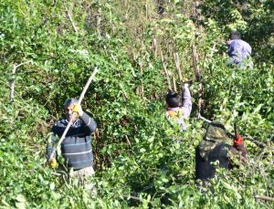 Resen yetişiyor, 100 ailenin gelir kaynağı: Antalya’da dünyaya yayılıyor