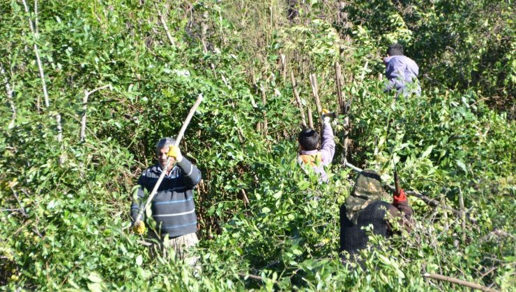 Resen yetişiyor, 100 ailenin gelir kaynağı: Antalya’da dünyaya yayılıyor