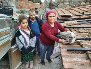 Sahipsiz Köpekler Tavukları Telef Etti