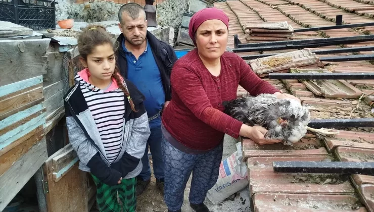 Sahipsiz Köpekler Tavukları Telef Etti