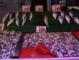 Sakarya’da kilosu 100 liradan satılan istavrit, hamsiyi geride bıraktı