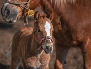 Şampiyon Adayı 435 Tay Doğacak