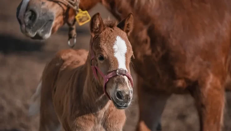 Şampiyon Adayı 435 Tay Doğacak