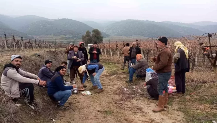 Sarıgöl’de Bahar Havasında Tarım Çalışmaları