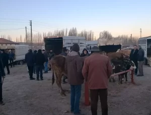 Sivas’ta Canlı Hayvan Pazarı Tekrar Açıldı