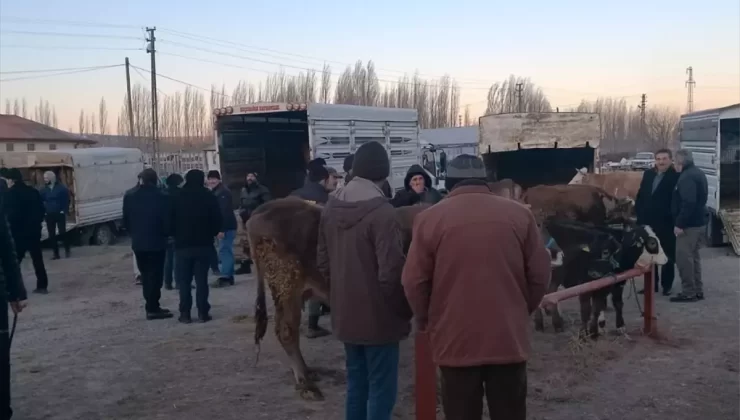Sivas’ta Canlı Hayvan Pazarı Tekrar Açıldı