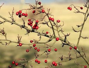 Şubat ayı ile ilgili kelamlar: “Hoşgeldin şubat” iletileri
