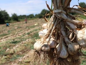 Taşköprü sarımsağında ekim dönemi erken başladı