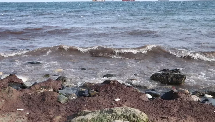 Tekirdağ Sahilinde Kırmızı Yosun Birikti