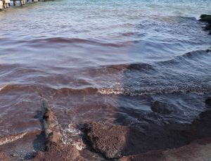 Tekirdağ’da sahil kırmızı yosunla kaplandı!