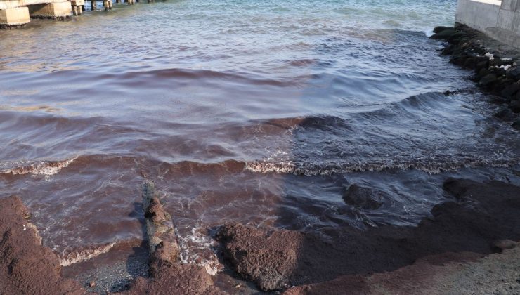 Tekirdağ’da sahil kırmızı yosunla kaplandı!