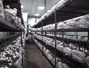 TKDK Nevşehir’de 565 Projeye Hibe Dayanağı Verdi