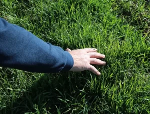 Tokat’ta Yerli Tohum Denemeleri Başladı