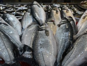 Trabzon’da hava muhalefeti balık fiyatlarını yükseltti