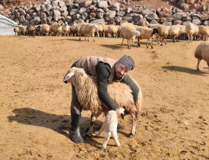 Tunceli’de şap tedirginliği yaşayan üreticiler 24 saat kuzu nöbeti tutuyor