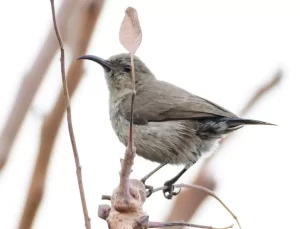 Türkiye’de Birinci Sefer Görülen Filistin Nektarkuşu
